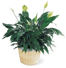 Peace & Serenity Planter